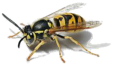 Wasp